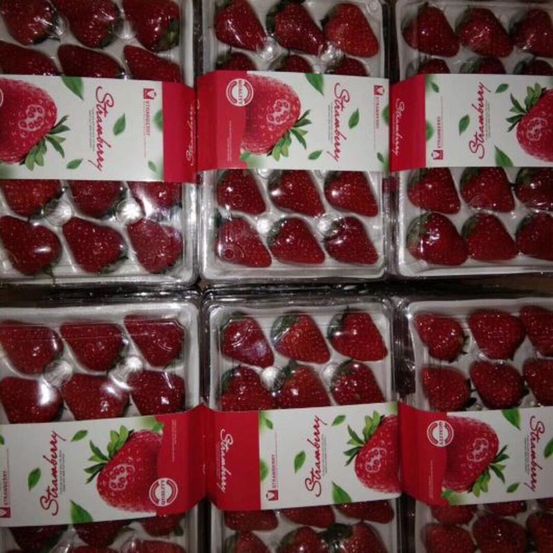 九九草莓50克以上