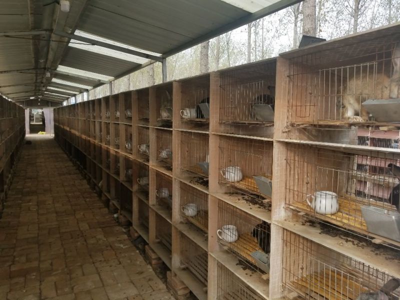 肉兔杂交野兔批发合作养殖包技术包回收