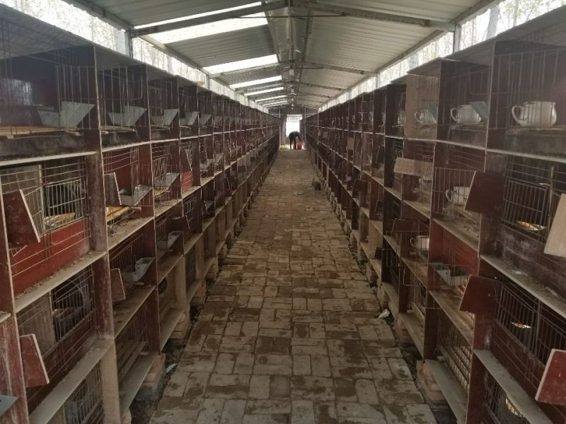 肉兔杂交野兔批发合作养殖包技术包回收