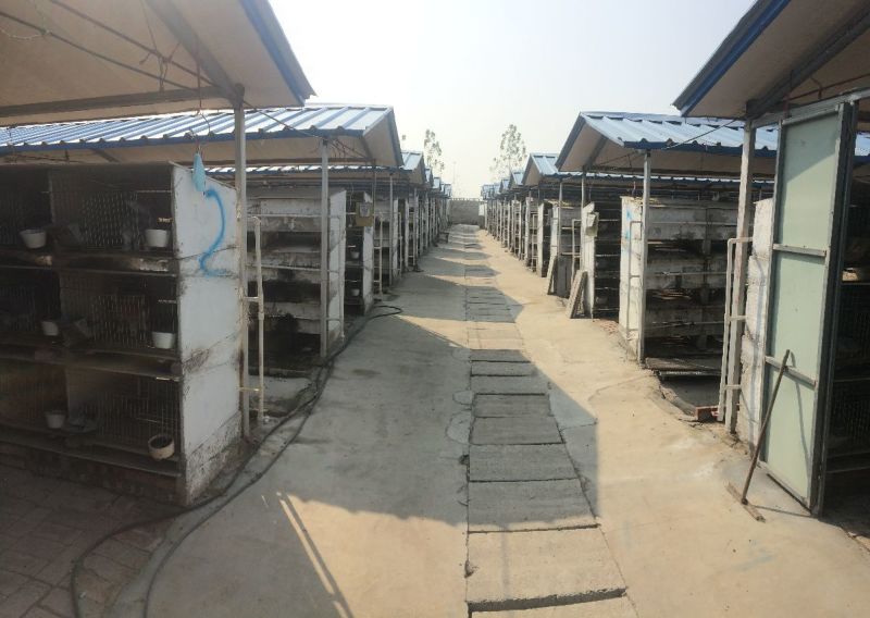 肉兔杂交野兔批发合作养殖包技术包回收