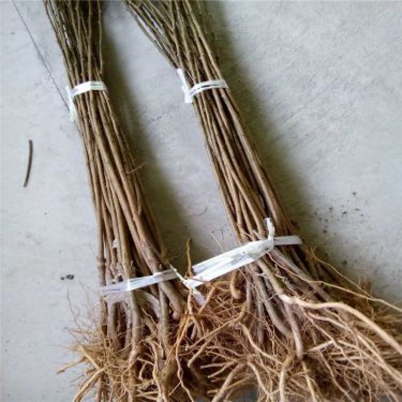 李子树苗恐龙蛋李，味帝，西梅蓝蜜，法兰西