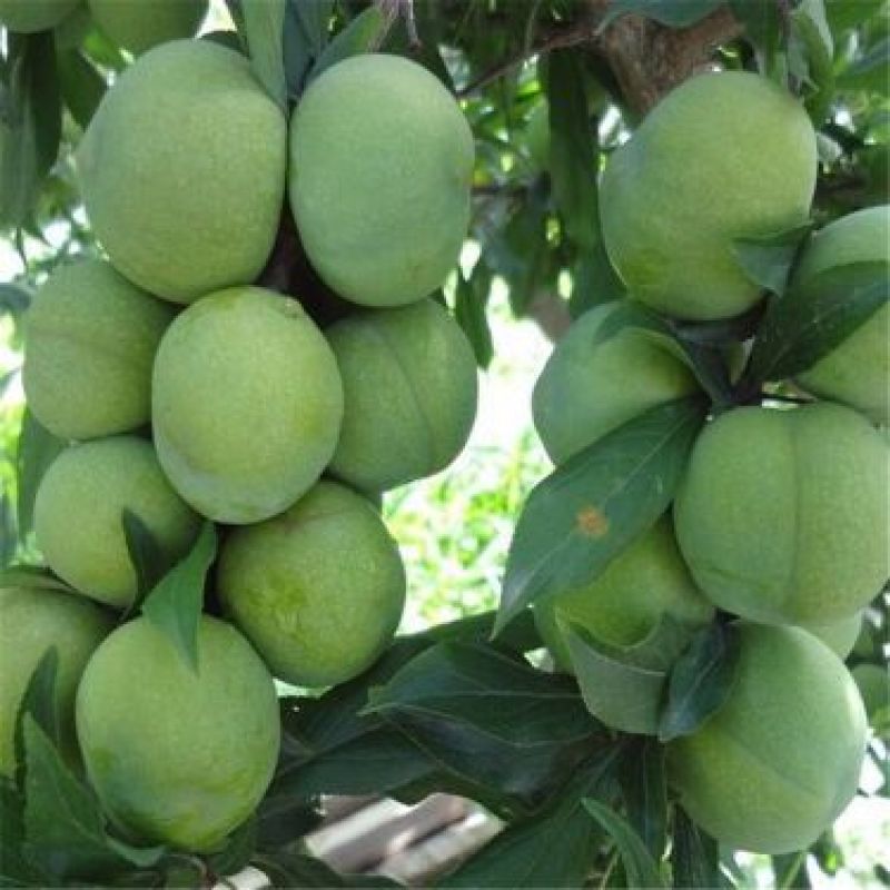 李子树苗恐龙蛋李，味帝，西梅蓝蜜，法兰西