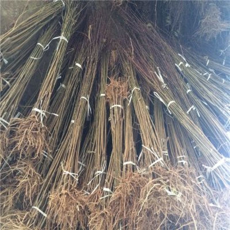 李子树苗恐龙蛋李，味帝，西梅蓝蜜，法兰西