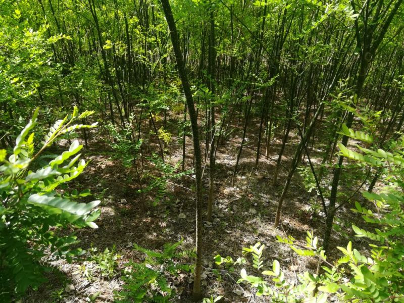 五角枫231~260cm