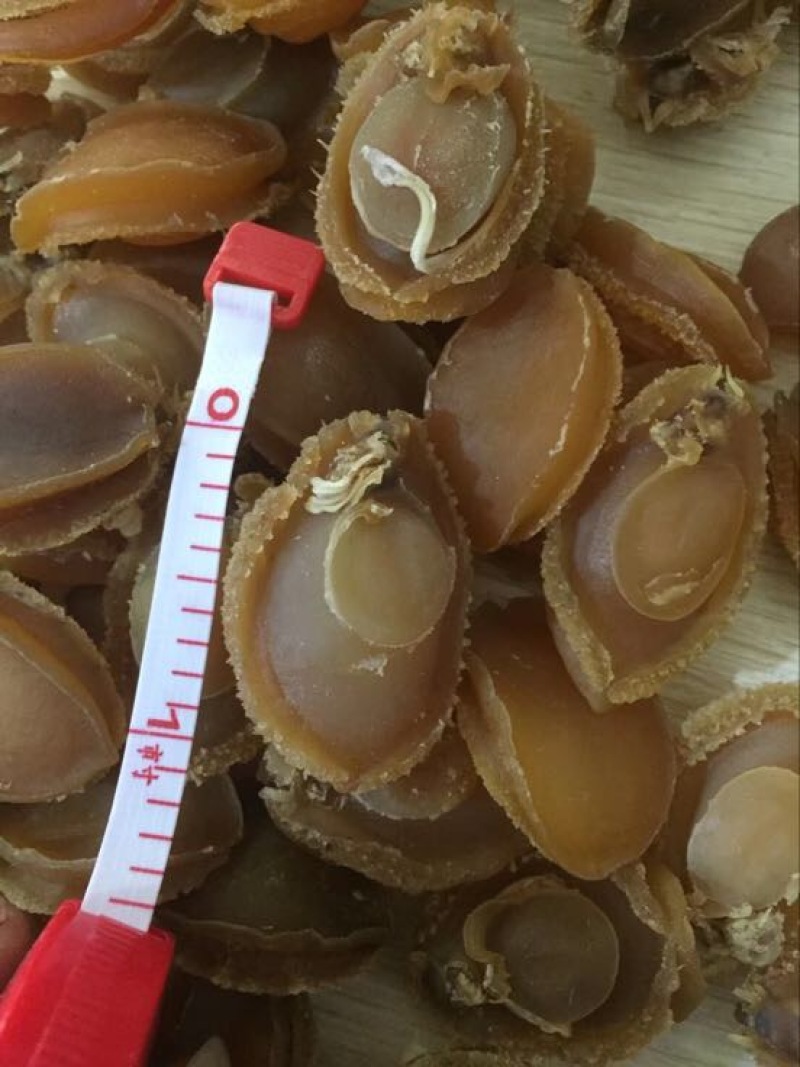 珍珠鲍食用