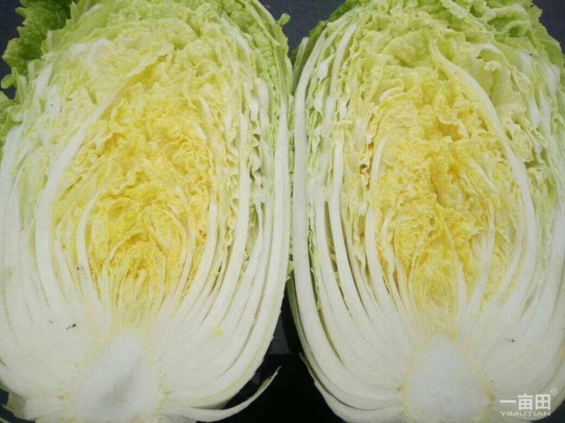 白菜毛菜7斤以上