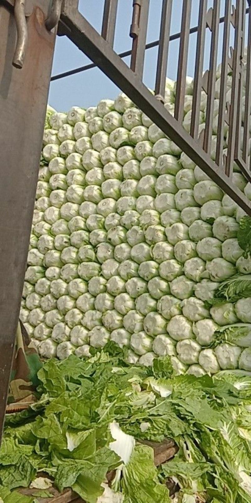 白菜毛菜7斤以上