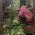 白菜毛菜7斤以上