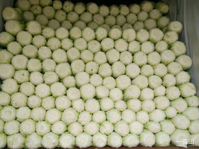 白菜毛菜7斤以上