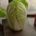 白菜毛菜7斤以上