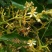 百花蜜荔枝蜜
