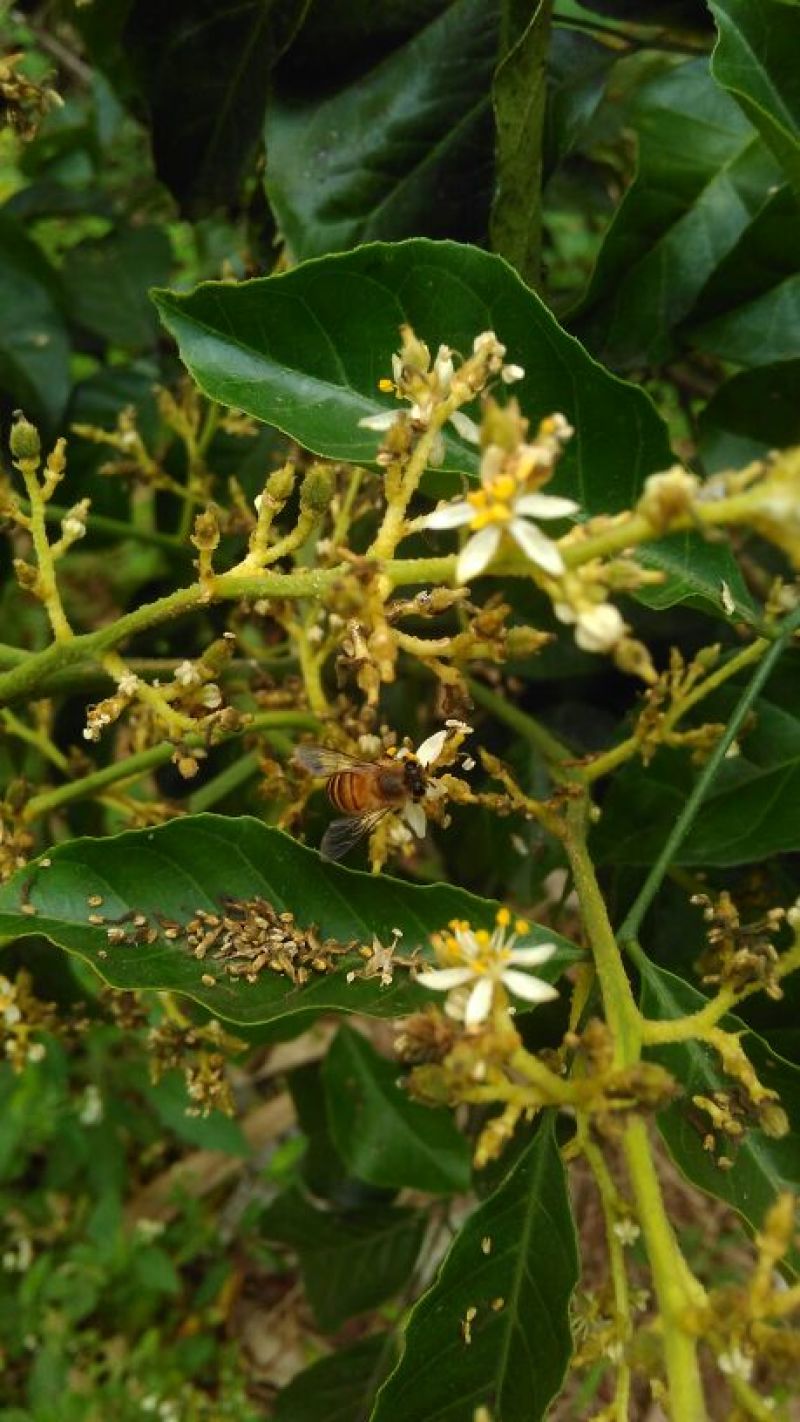 百花蜜荔枝蜜
