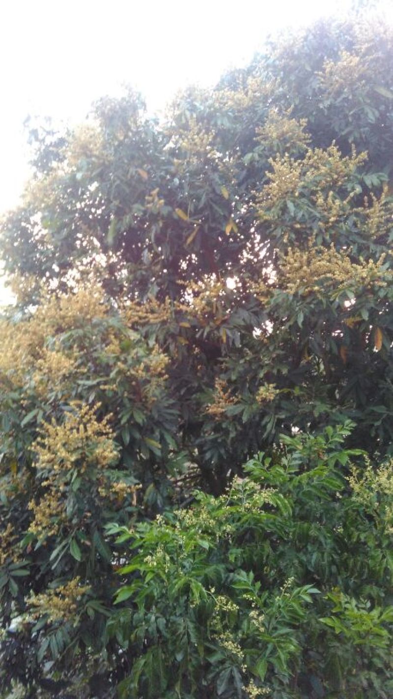 百花蜜荔枝蜜