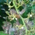 百花蜜荔枝蜜
