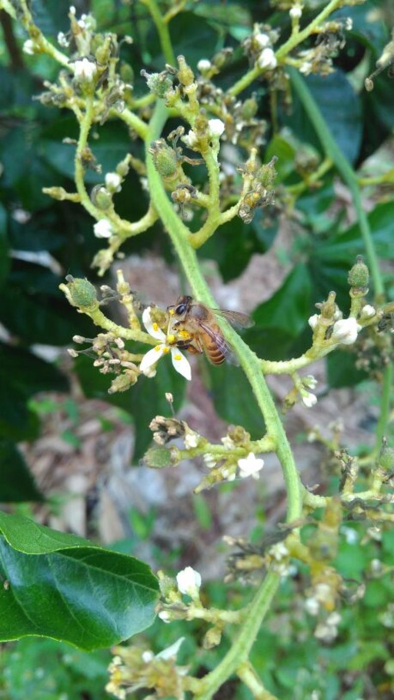 百花蜜荔枝蜜