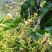 百花蜜荔枝蜜