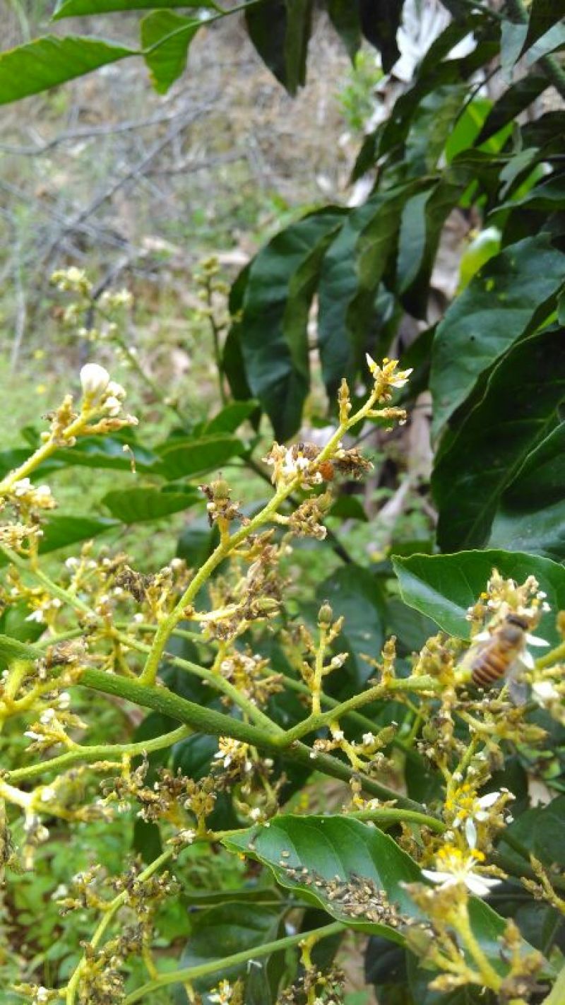 百花蜜荔枝蜜