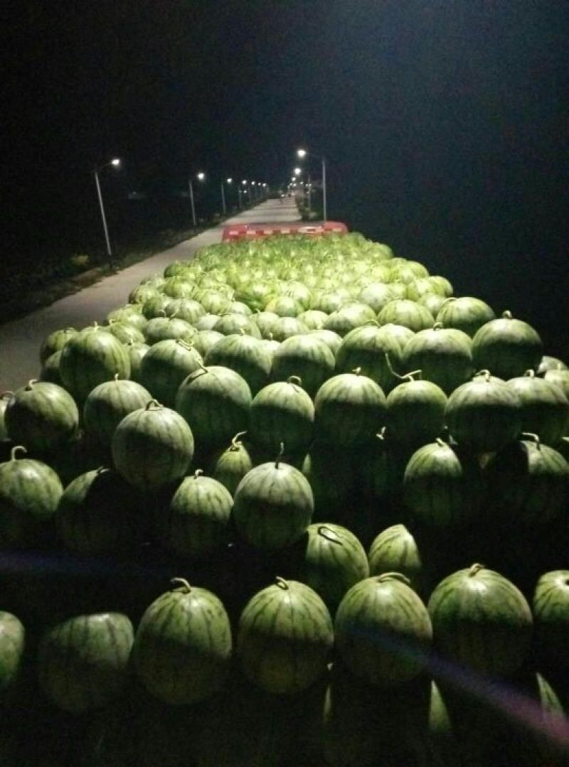 甜王西瓜10斤打底9成熟1茬