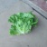 精品生菜4两~5两货源充足，价格实惠量大从优欢迎来电