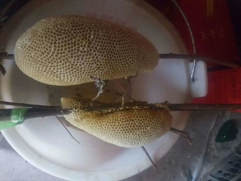土蜂蜜1斤
