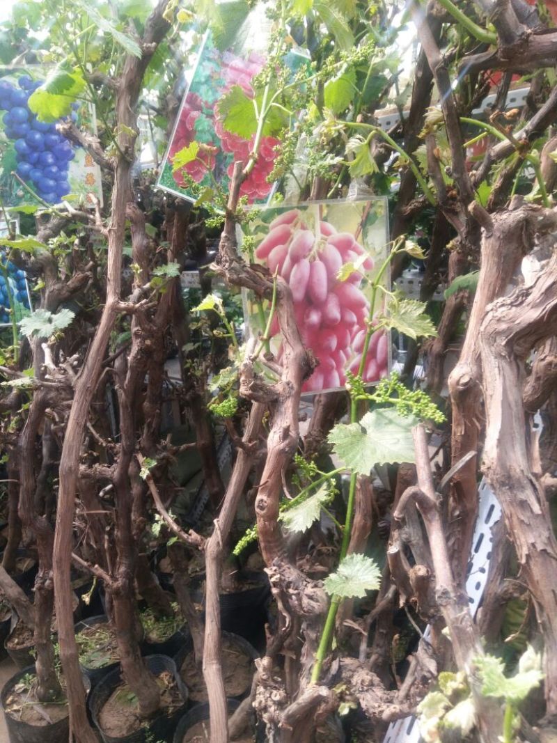 葡萄苗5年110~150cm