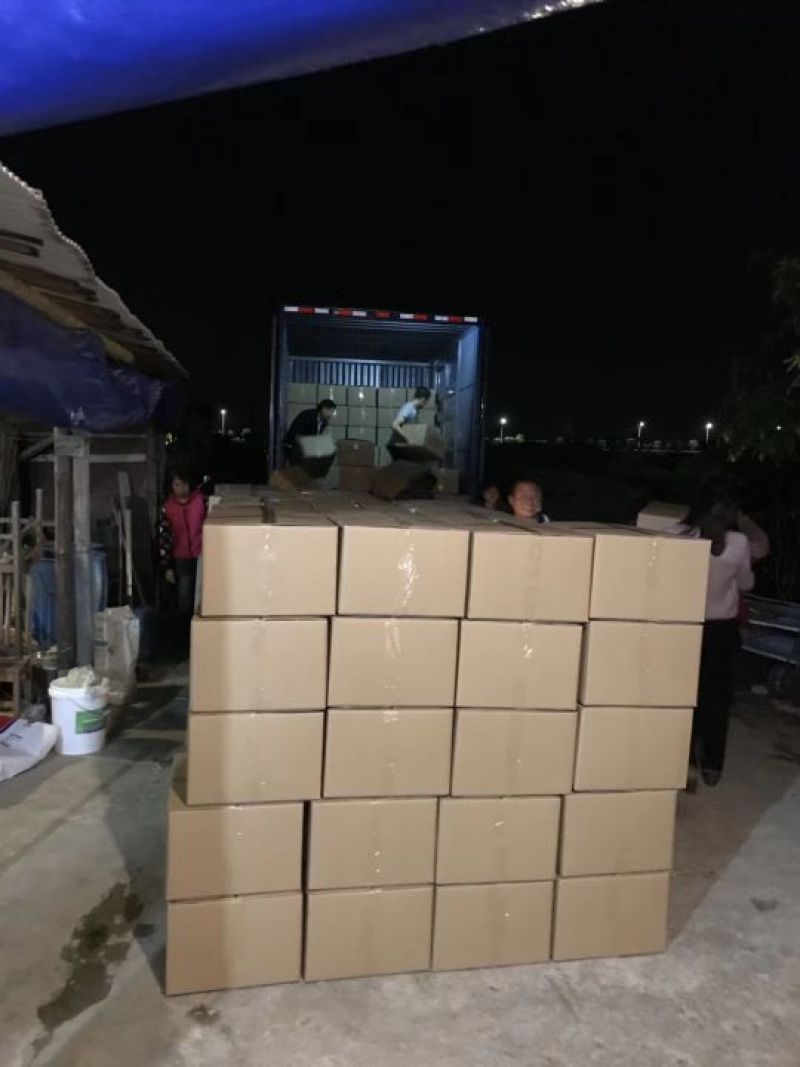 宝路罗非鱼苗基地直供吉富罗非苗台湾罗非王鱼苗海南一号