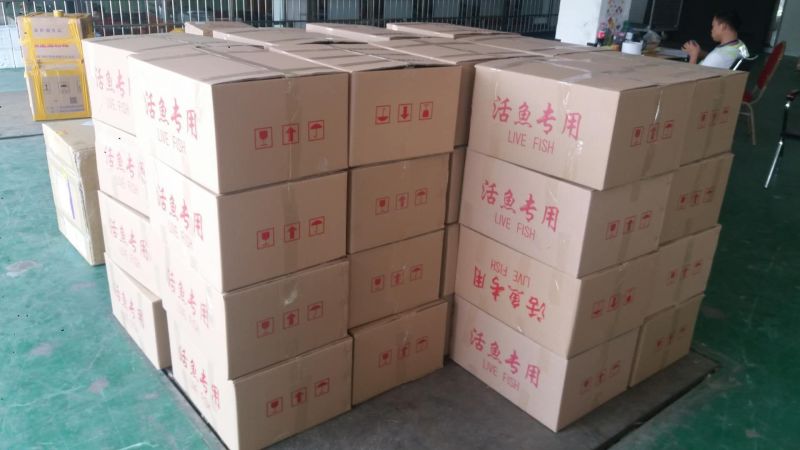 宝路罗非鱼苗基地直供吉富罗非苗台湾罗非王鱼苗海南一号