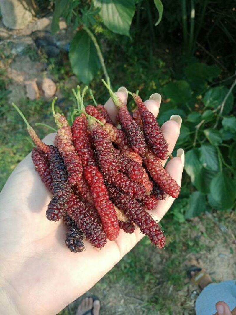 长果桑树苗60~80cm