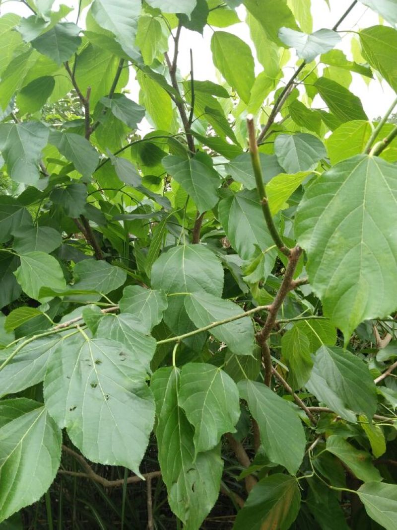 长果桑树苗60~80cm