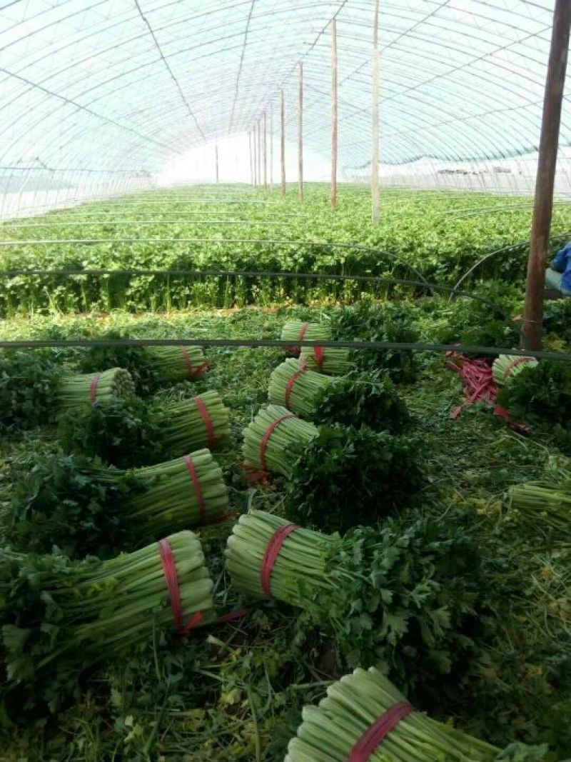 河北精品西芹，黄亮，中粗，诚信专业代发全国