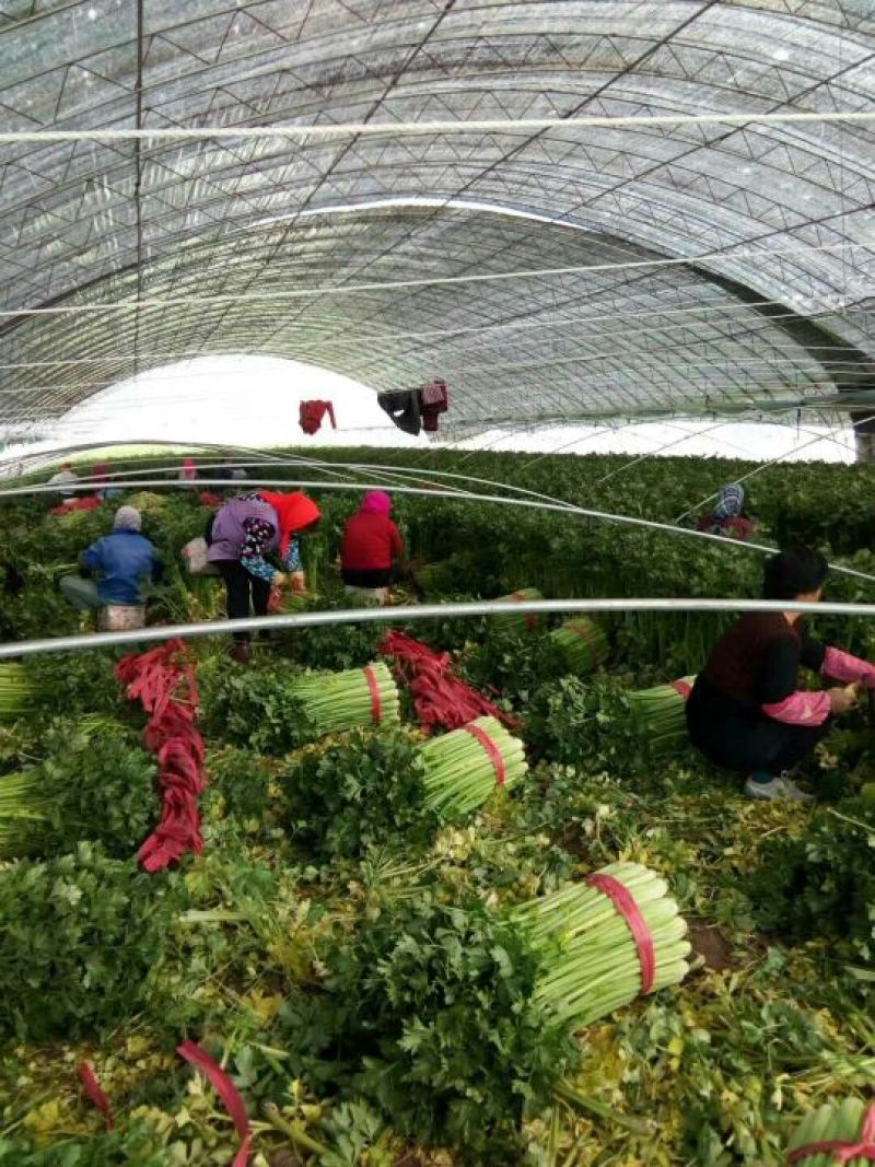 河北精品西芹，黄亮，中粗，诚信专业代发全国