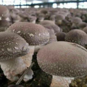 808香菇棒16*60公分
