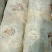 808香菇棒16*60公分
