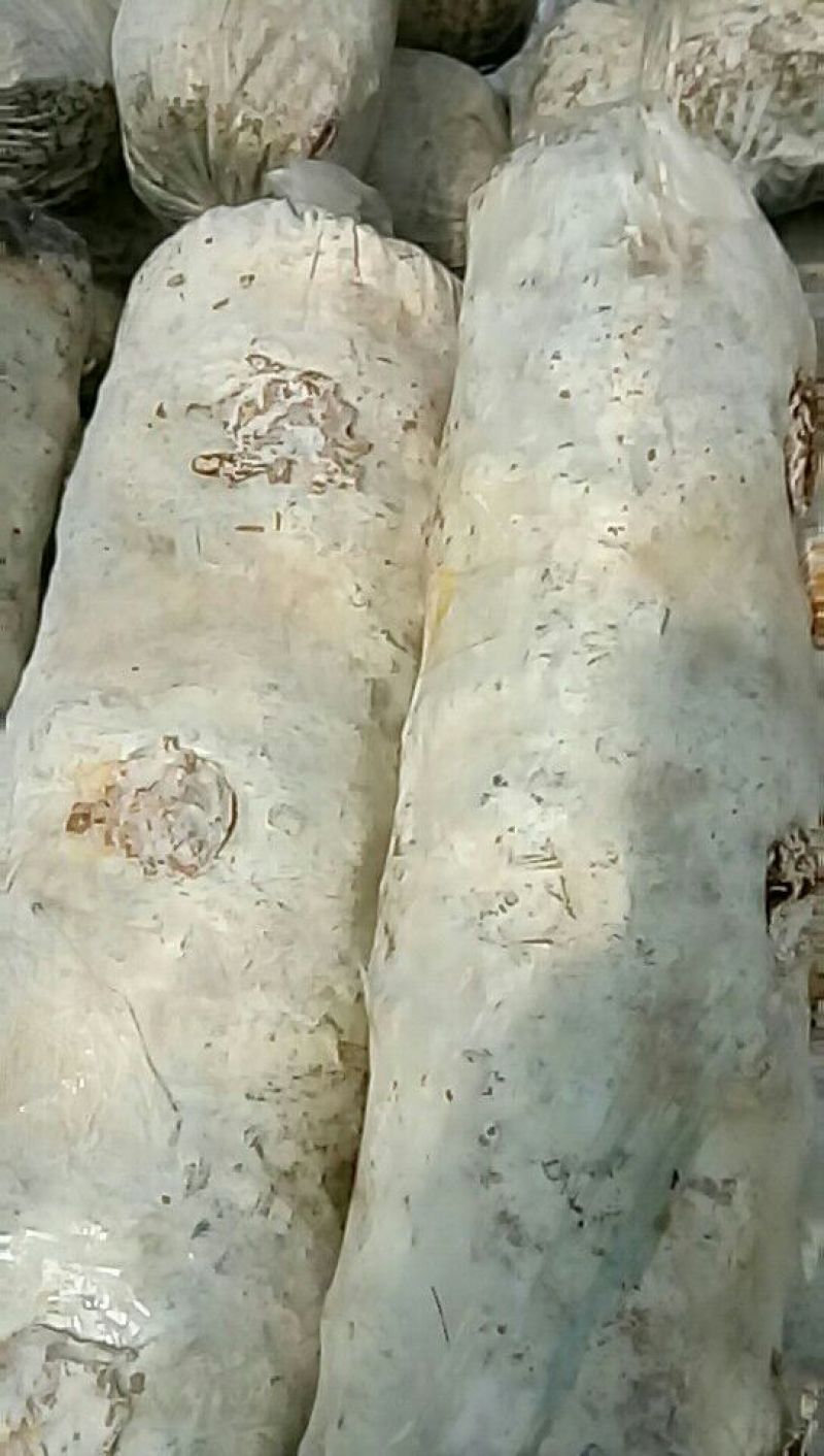 808香菇棒16*60公分