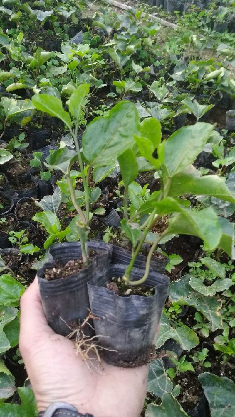 紫香1号百香果苗10~20cm