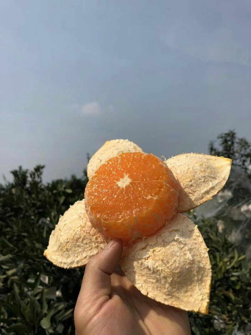 青见柑桔代办代收一件供应链7~7.5cm供应链发货