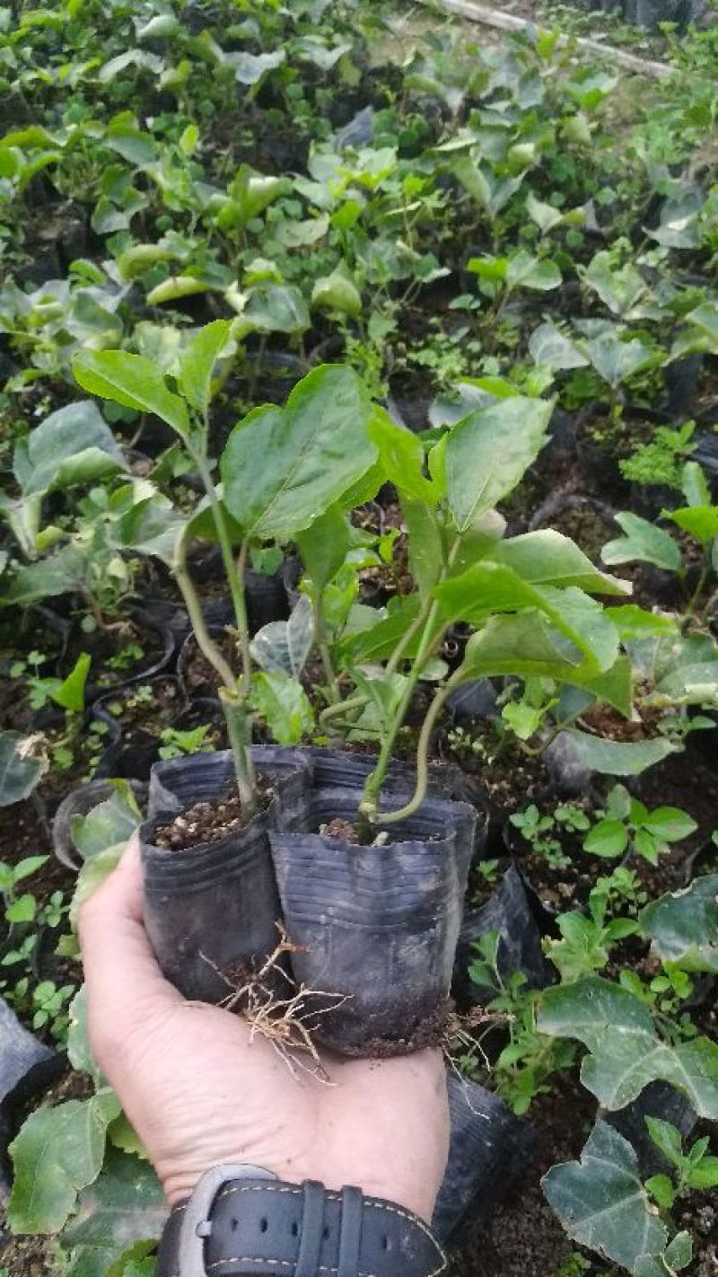 紫香1号百香果苗10~20cm