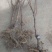 嫁接穗条蜂糖李枝条