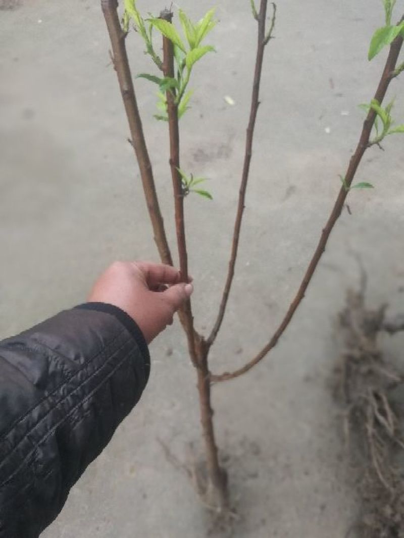 嫁接穗条蜂糖李枝条