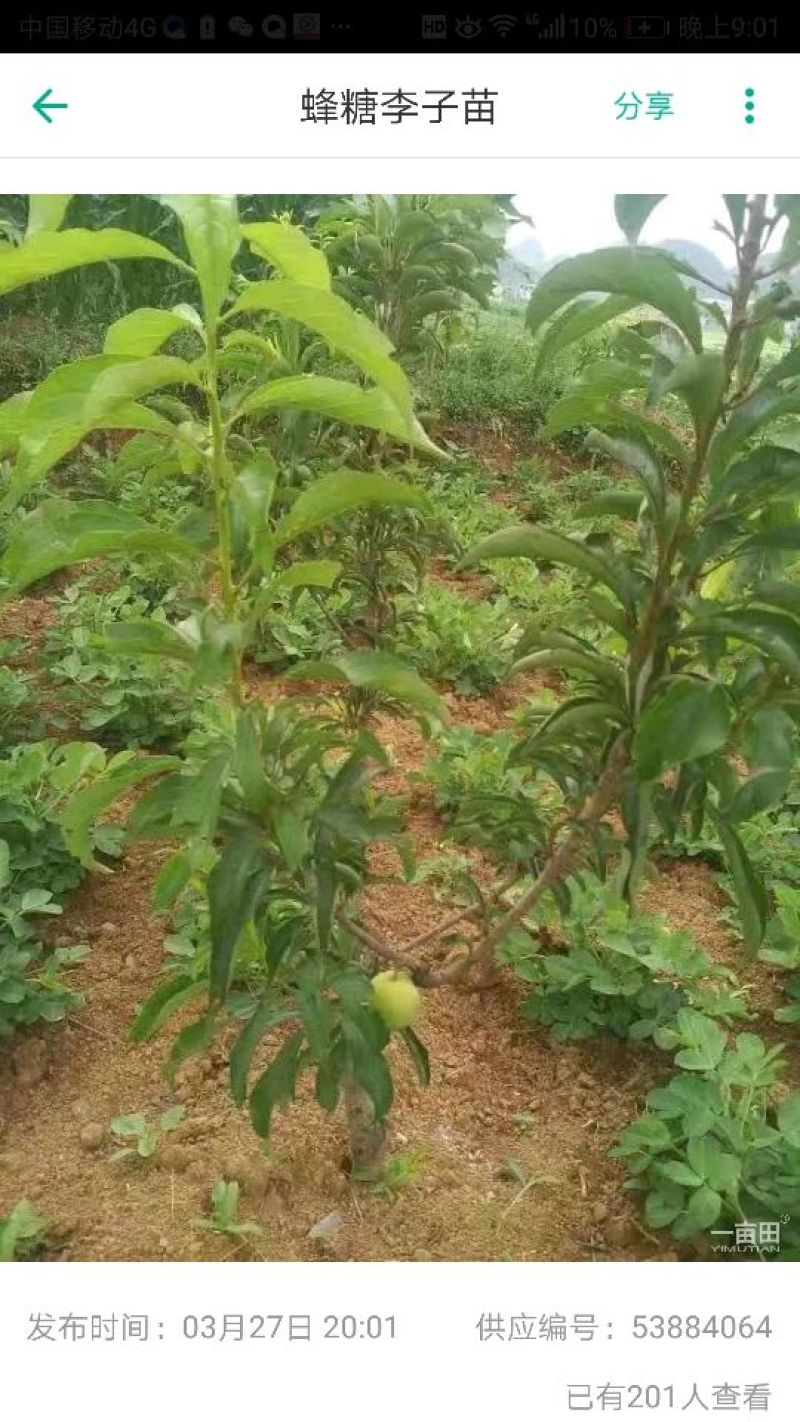 嫁接穗条蜂糖李枝条