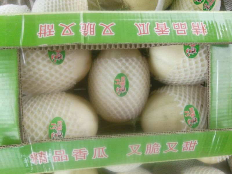【甜瓜】东方蜜1号甜瓜精品甜瓜口感清脆皮薄多汁