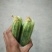 旱黄瓜鲜花带刺22~25公分颜色青质量好