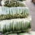 旱黄瓜鲜花带刺22~25公分颜色青质量好