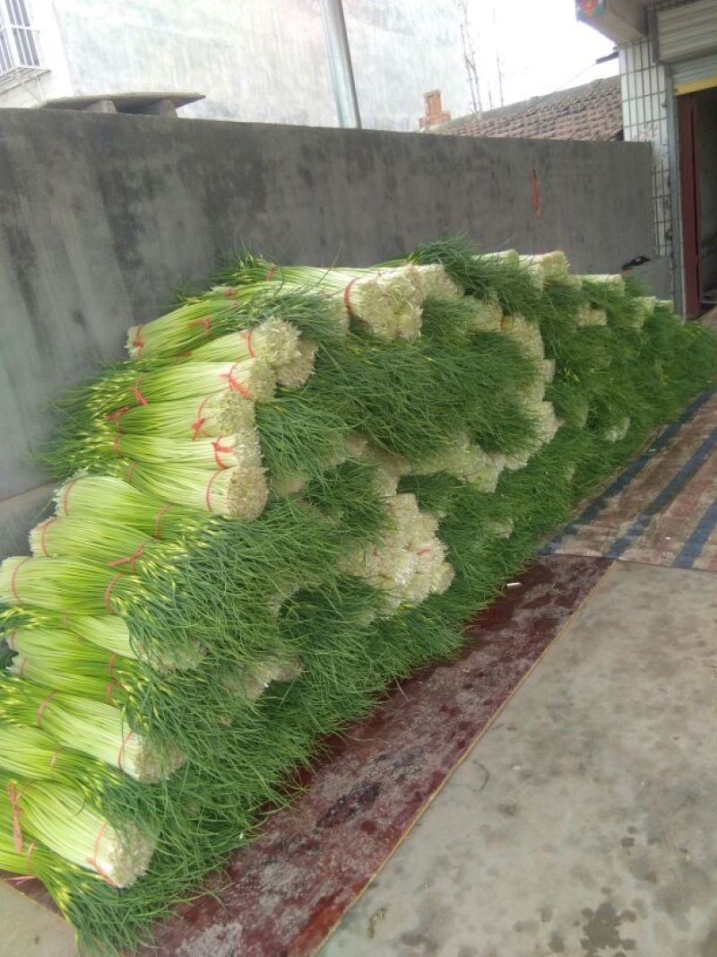 白帽蒜薹精品苏北万亩收购大市场，欢迎客商前来选购！