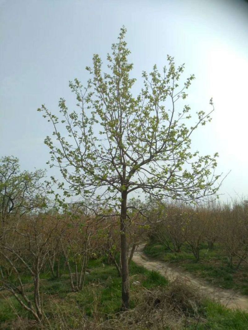 柿树12~14cm10~12cm4米以上