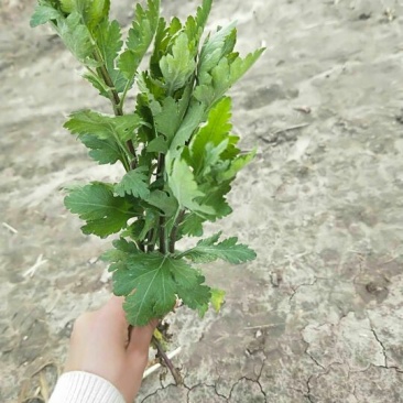 菊花苗