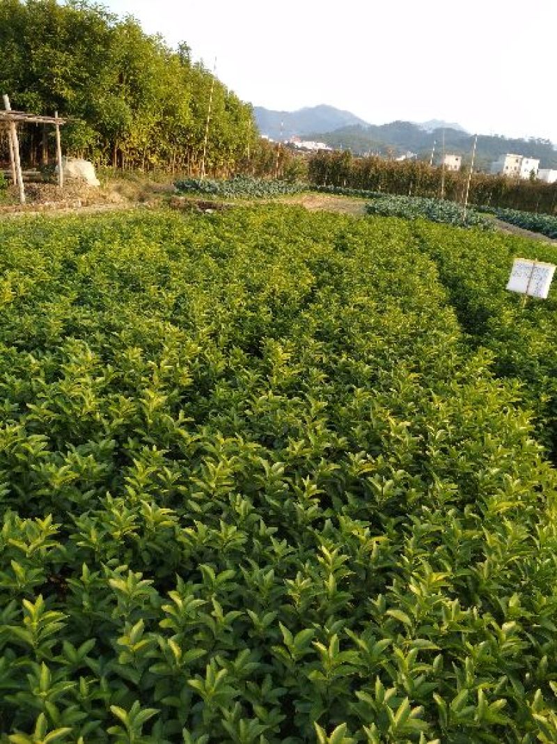 沙糖桔苗30公分起，金秋沙糖桔苗优质苗木，高产，稳产