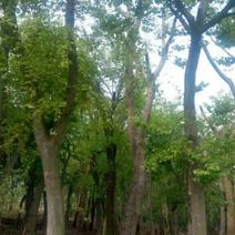 丛生朴树2.5~3m20cm以上