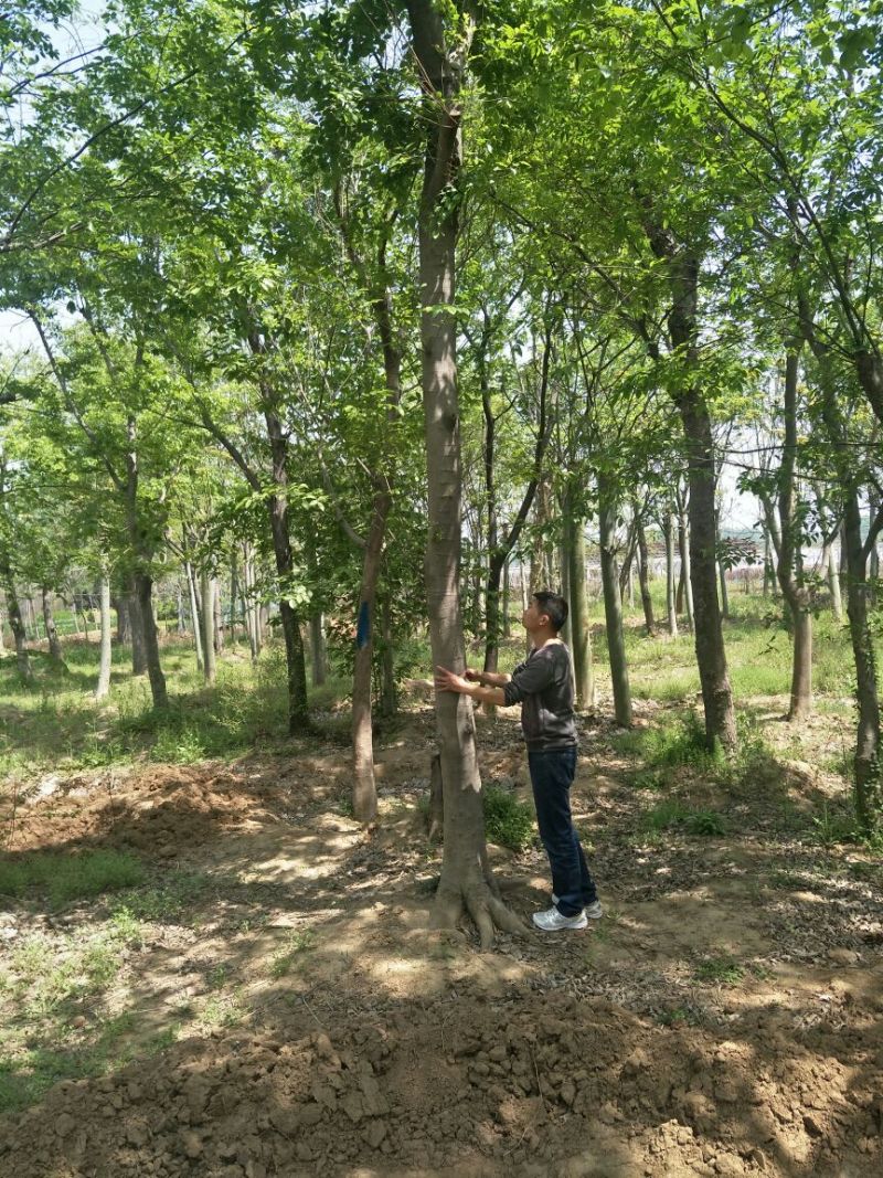 丛生朴树2.5~3m20cm以上