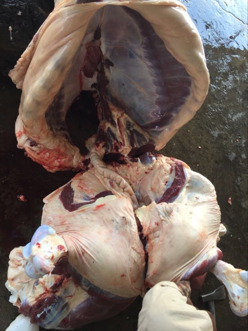 驴肉鲜货